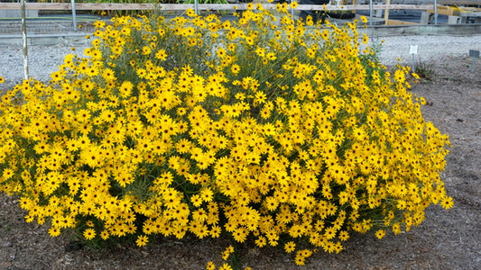 Image of Helianthus angustifolius 'Berkeley Gold' taken at Juniper Level Botanic Gdn, NC by JLBG