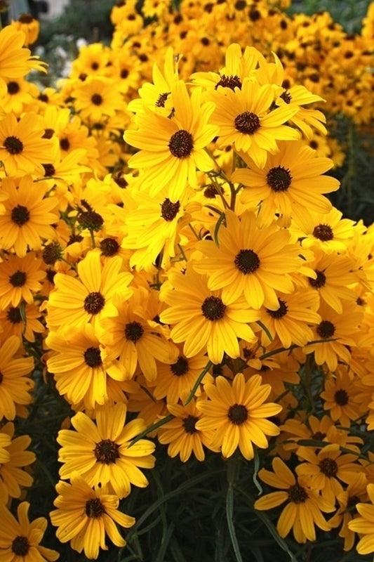 Image of Helianthus angustifolius 'First Light' taken at Juniper Level Botanic Gdn, NC by JLBG