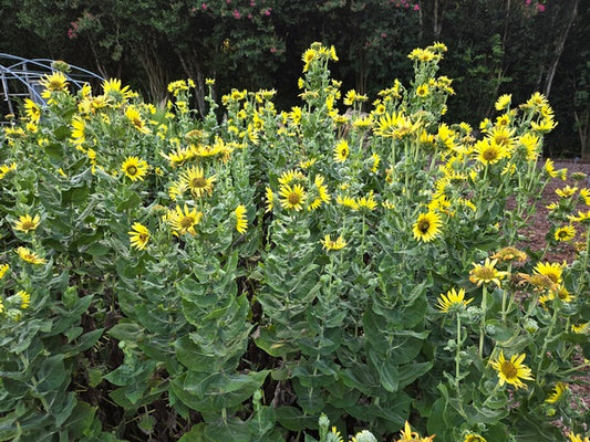 Image of Helianthus mollis 'Tulsa Gold' taken at Juniper Level Botanic Gdn, NC by JLBG