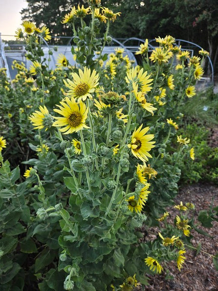 Image of Helianthus mollis 'Tulsa Gold' taken at Juniper Level Botanic Garden, Raleigh NC by JLBG