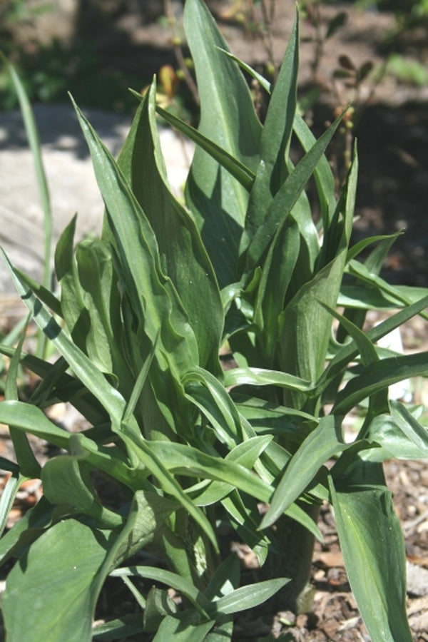 Image of Helicodiceros muscivorus taken at Juniper Level Botanic Gdn, NC by JLBG