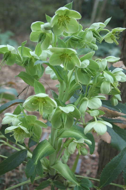 Image of Helleborus argutifolius taken at Juniper Level Botanic Gdn, NC by JLBG