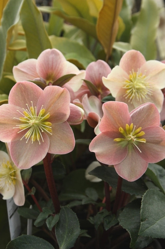 Image of Helleborus x ballardiae 'Cinnamon Snow' PP 21,003 taken at Juniper Level Botanic Gdn, NC by JLBG