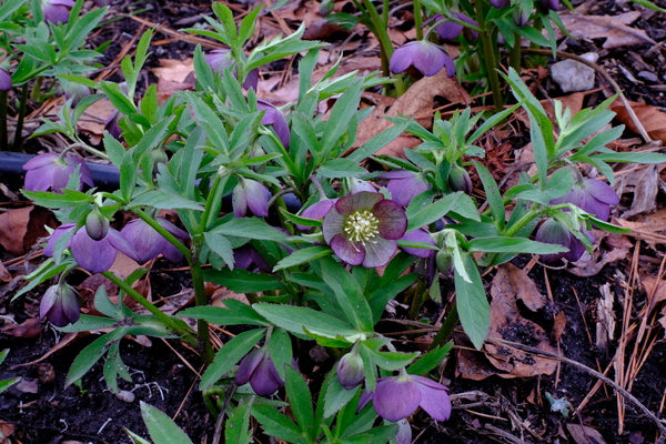 Image of Helleborus croaticus 'Bells of the Ball' taken at Juniper Level Botanic Gdn, NC by JLBG