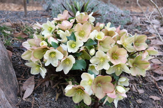 Image of Helleborus x ericsmithii 'Champion' taken at Juniper Level Botanic Gdn, NC by JLBG