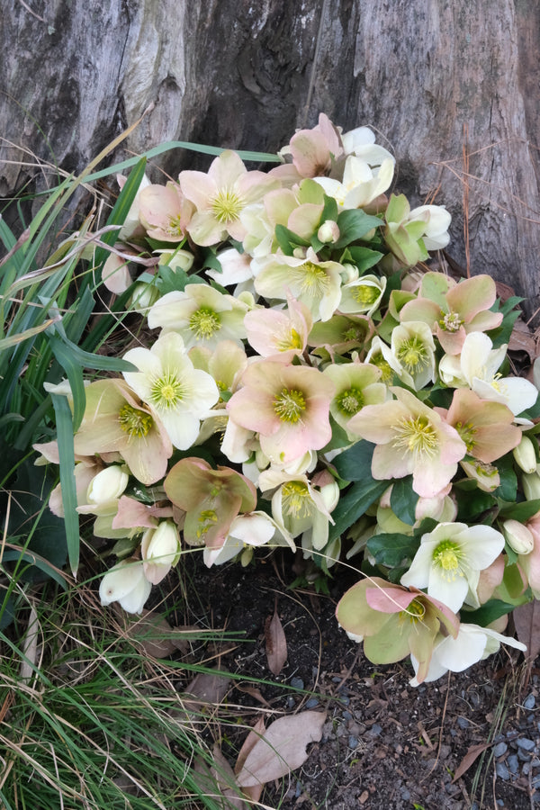 Image of Helleborus x ericsmithii 'Champion' taken at Juniper Level Botanic Gdn, NC by JLBG