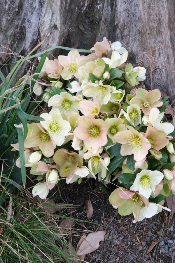 Image of Helleborus x ericsmithii 'Champion' taken at Juniper Level Botanic Gdn, NC by JLBG