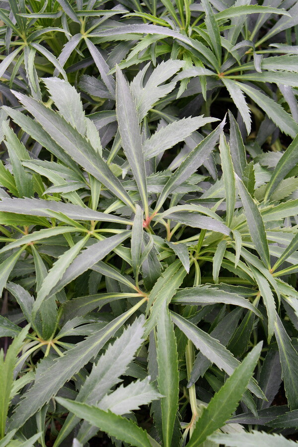 Image of Helleborus foetidus 'Krenitsky' taken at Juniper Level Botanic Gdn, NC by JLBG