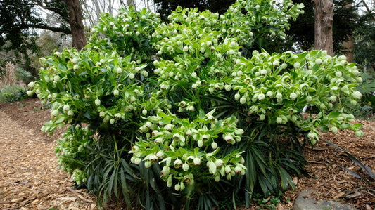 Image of Helleborus foetidus 'Krenitsky' taken at Juniper Level Botanic Gdn, NC by JLBG