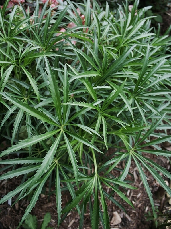 Image of Helleborus foetidus 'Leather and Lace' taken at Juniper Level Botanic Gdn, NC by JLBG