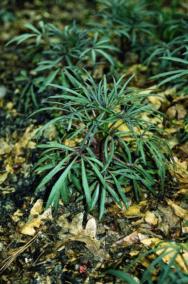 Image of Helleborus foetidus 'Piccadilly' taken at Pine Knot Farms, VA