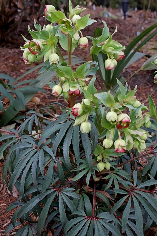 Image of Helleborus foetidus 'Red Silver'