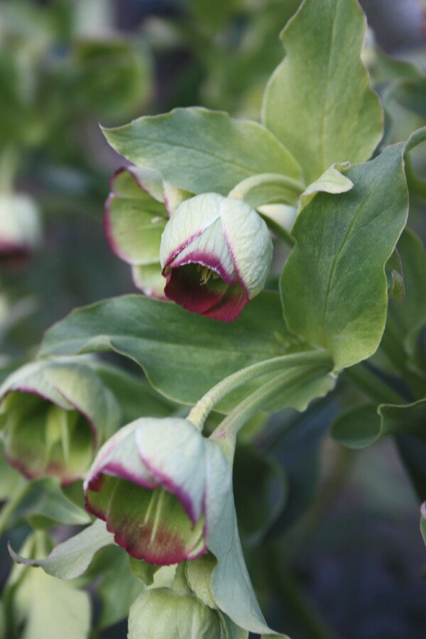 Image of Helleborus foetidus 'Red Silver' taken at Juniper Level Botanic Gdn, NC by JLBG
