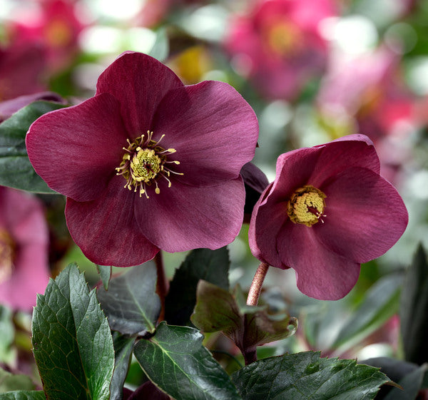 Image of Helleborus x glandorfensis 'Early Red' PPAF by Heuger Gartenbaubetriebe