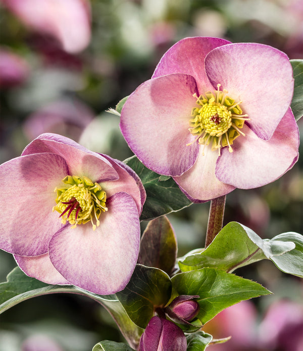 rose Sunbelt® Crazy Love™ Potted Rose Bush - Grace Rose Farm