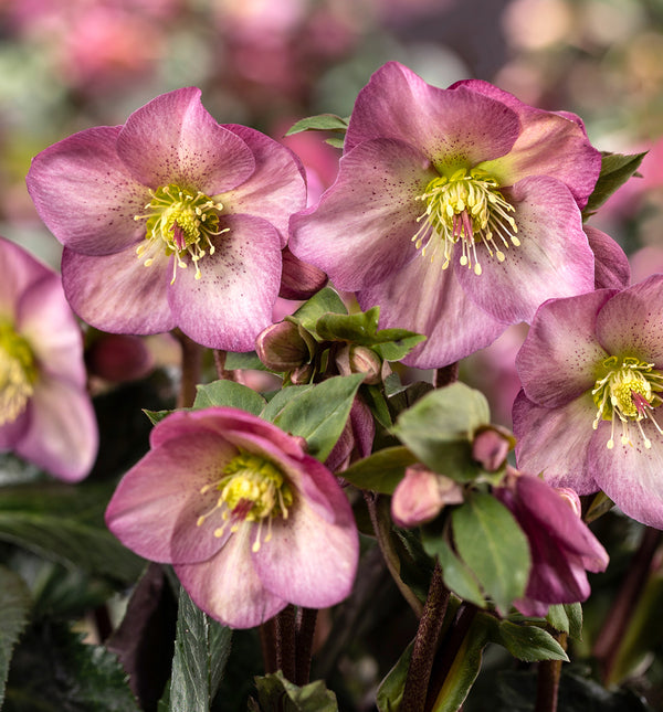 Helleborus x glandorfensis 'Ice N' Roses Pink Promise' PPAF | Pink