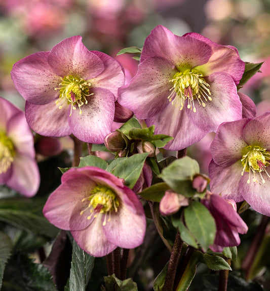 Image of Helleborus x glandorfensis 'Ice N' Roses Pink Promise' PPAF by Heuger Gartenbaubetriebe