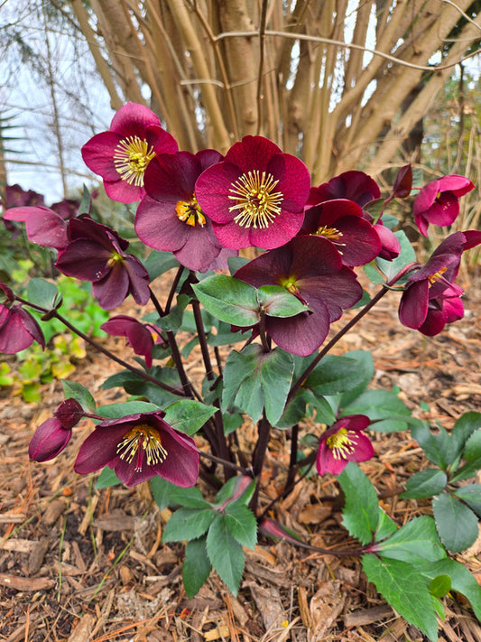 Image of Helleborus x glandorfensis 'Ice n' Roses Barolo' PP 30,488 taken at Juniper Level Botanic Gdn, NC by JLBG