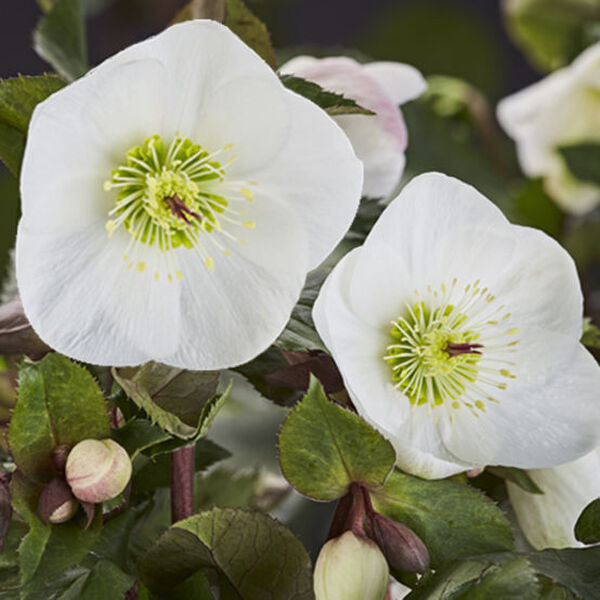 Image of Helleborus x glandorfensis 'Ice n' Roses Bianco' by Heuger Gartenbaubetriebe