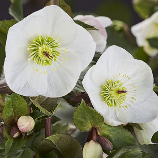Image of Helleborus x glandorfensis 'Ice n' Roses Bianco' by Heuger Gartenbaubetriebe