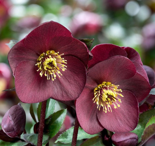 Image of Helleborus x glandorfensis 'Ice n' Roses Brunello' PP 32,871 taken at Heuger, Germany by Heuger Gartenbaubetriebe