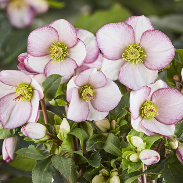 Image of Helleborus x glandorfensis 'Ice n' Roses Picotee' PP 31,184 by Heuger Gartenbaubetriebe