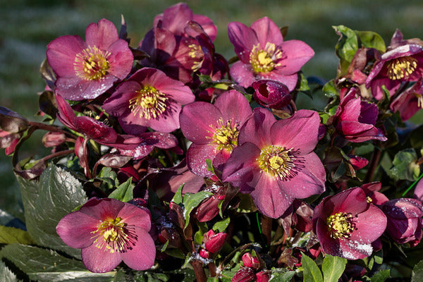Image of Helleborus x glandorfensis 'Ice n' Roses Red' PP 28,296 by Skagit Gardens