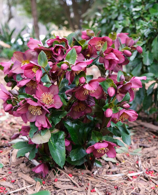 Image of Helleborus x glandorfensis 'Ice n' Roses Red' PP 28,296 taken at Juniper Level Botanic Gdn, NC by JLBG