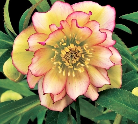 Image of Helleborus x hybridus 'Amber Gem' taken at Terra Nova Nurseries, OR by Terra Nova Nurseries