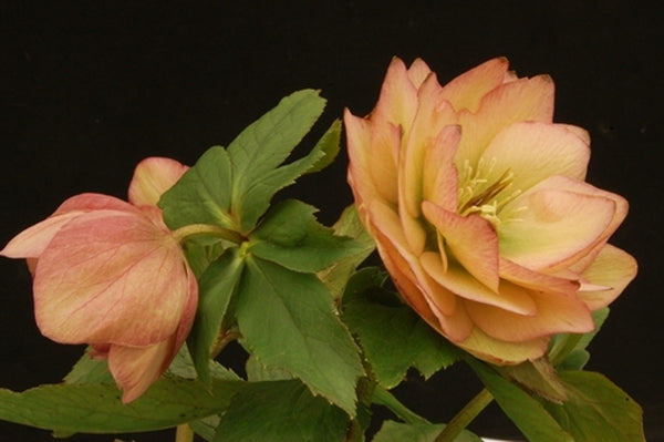 Image of Helleborus x hybridus 'Amber Gem' taken at NW Garden Nsy, OR by E. O'Byrne