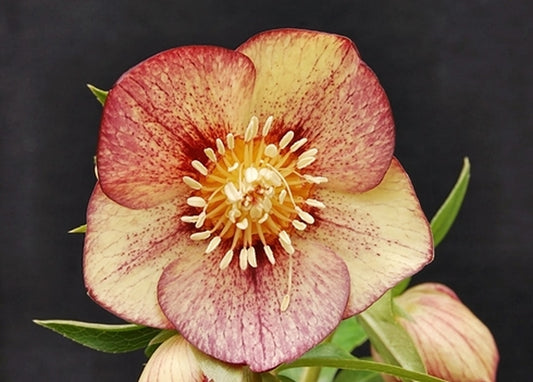 Image of Helleborus x hybridus 'Apricot Blush' taken at NW Garden Nsy, OR by E. O'Byrne