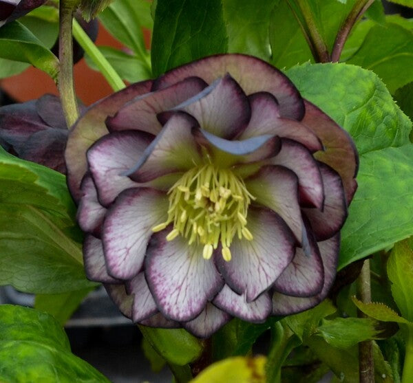 Image of Helleborus x hybridus 'Black Tie Affair' taken at Walters Gardens, MI by Walters Gardens