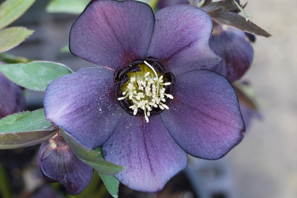 Image of Helleborus x hybridus 'Blue Diamond' by Petal Heads