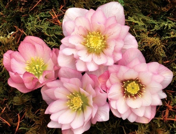 Image of Helleborus x hybridus 'Cotton Candy' taken at Terra Nova Nurseries, OR by Terra Nova Nurseries