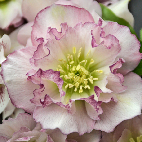 Image of Helleborus x hybridus 'Flower Girl' taken at Walters Gardens, MI by Walters Gardens