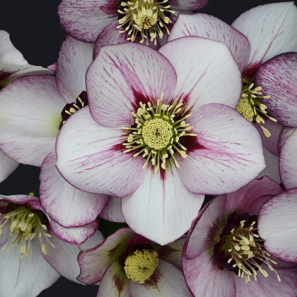 Image of Helleborus x hybridus 'French Kiss' by Walters Gardens