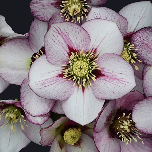 Image of Helleborus x hybridus 'French Kiss' taken at Walters Gardens, MI by JLBG
