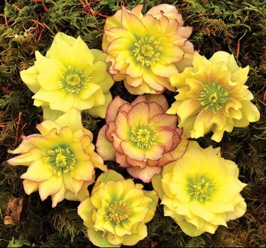 Image of Helleborus x hybridus 'Golden Lotus' taken at Terra Nova Nurseries, OR by Terra Nova Nurseries