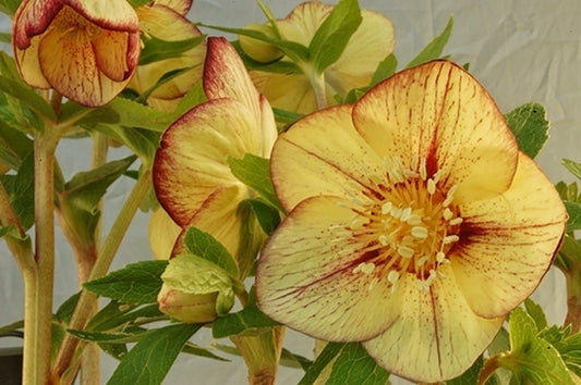 Image of Helleborus x hybridus 'Golden Sunrise' taken at NW Garden Nsy, OR by E. O'Byrne