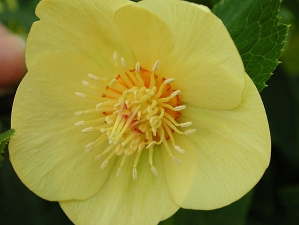 Image of Helleborus x hybridus 'Golden Sunrise' taken at NW Garden Nsy, OR by E. O'Byrne