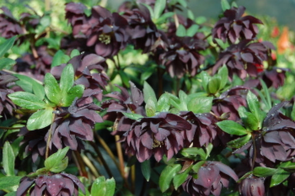 Image of Helleborus x hybridus 'Onyx Odyssey' taken at NW Garden Nsy, OR by Northwest Garden Nursery
