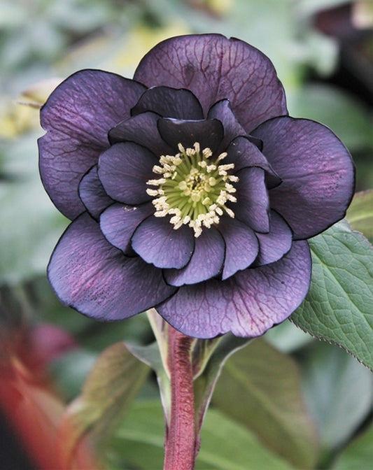 Image of Helleborus x hybridus 'Onyx Odyssey' taken at Juniper Level Botanic Gdn, NC by JLBG