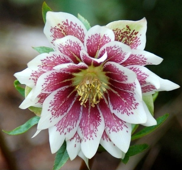Image of Helleborus x hybridus 'Painted Doubles' taken at Terra Nova Nurseries, OR by Terra Nova Nurseries