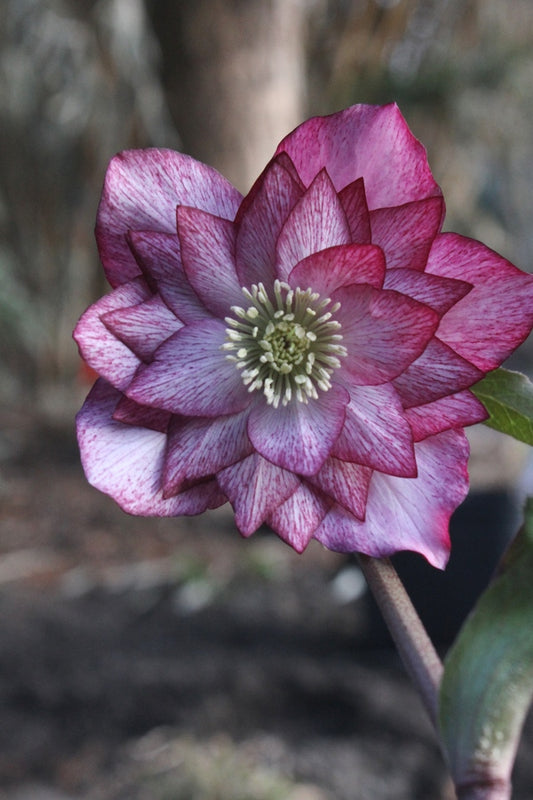 Image of Helleborus x hybridus 'Peppermint Ice' taken at Juniper Level Botanic Gdn, NC by JLBG