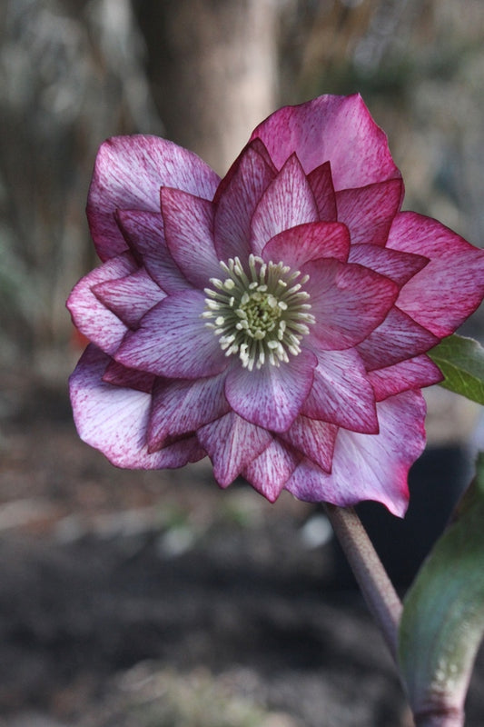Image of Helleborus x hybridus 'Peppermint Ice' taken at Juniper Level Botanic Gdn, NC by JLBG