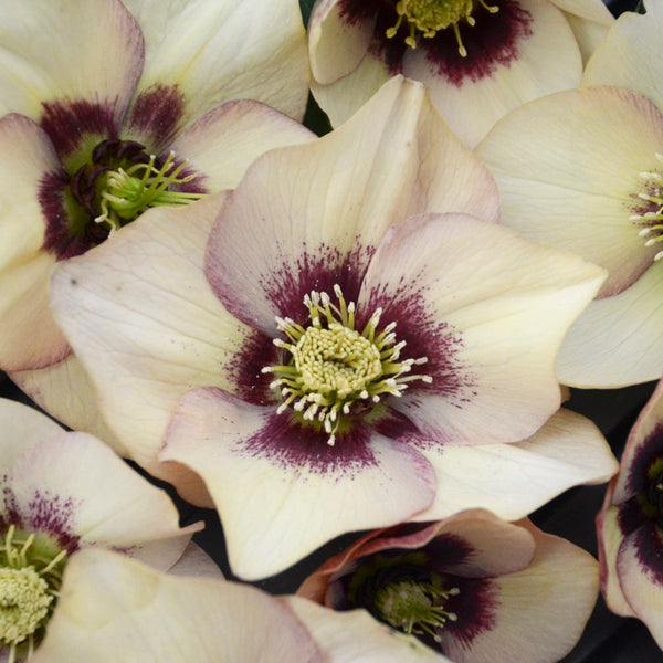 Image of Helleborus x hybridus 'Sandy Shores' taken at Walters Gardens, MI by Walters Gardens