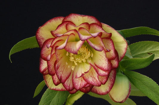 Image of Helleborus x hybridus 'Sun Flare' taken at NW Garden Nsy, OR by Skagit Gardens