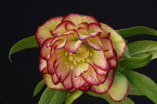 Image of Helleborus x hybridus 'Sun Flare' taken at NW Garden Nsy, OR by Skagit Gardens