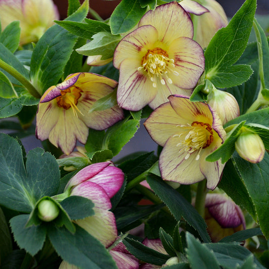 Image of Helleborus x hybridus 'Tropical Sunset' by Walters Gardens