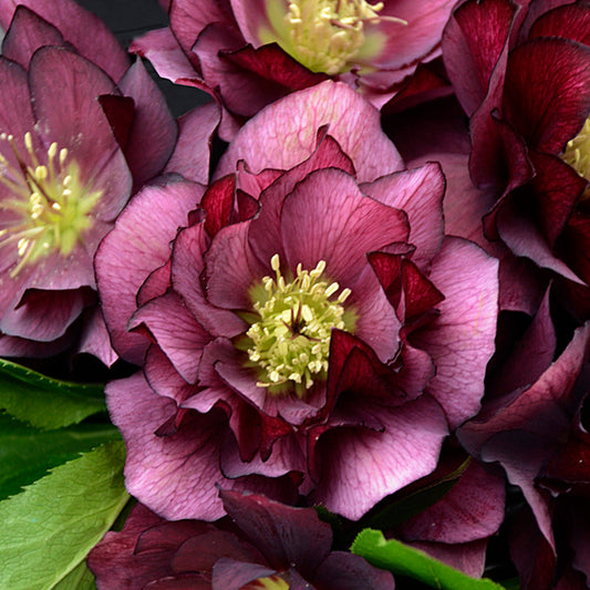 Image of Helleborus x hybridus 'True Love' taken at Walters Gardens, MI by Walters Gardens